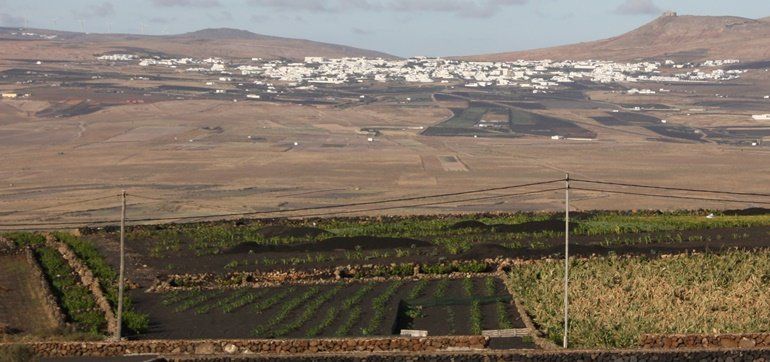 Cultivos en el municipio de Teguise 