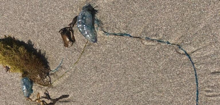El Consorcio de Emergencias alerta de la presencia de medusas en la playa de Famara