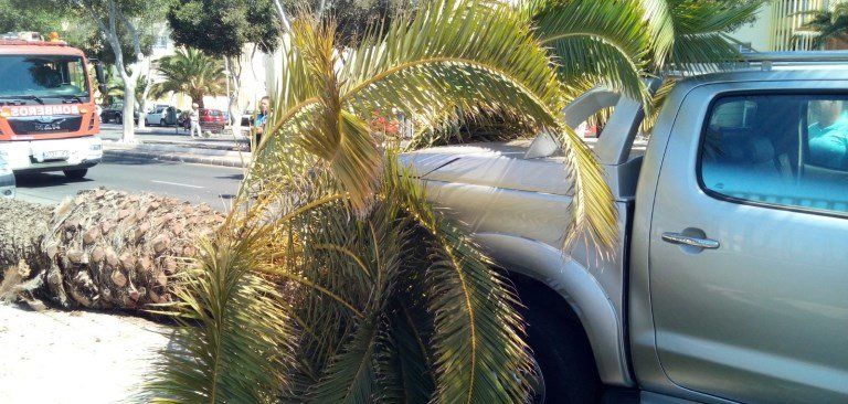 Cae una palmera encima de un coche en la Rambla Medular de Arrecife
