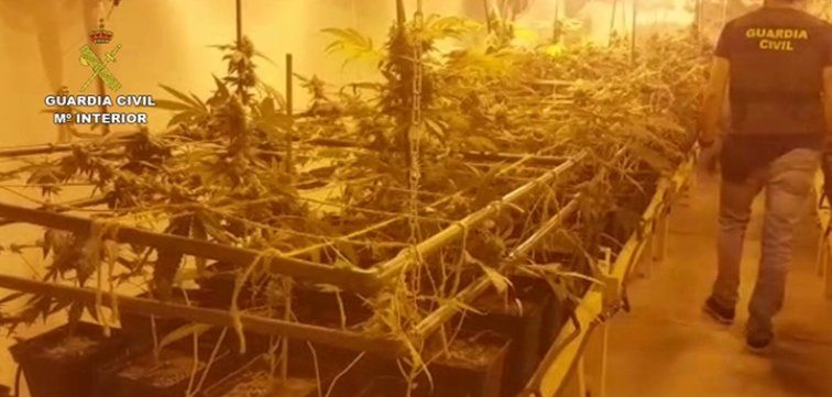 La Guardia Civil incautó 432 plantas de marihuana en el garaje de un club cannábico de Arrecife