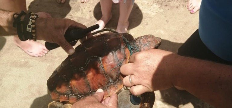 Rescatan a una tortuga que estaba atrapada en plásticos en aguas de Costa Teguise