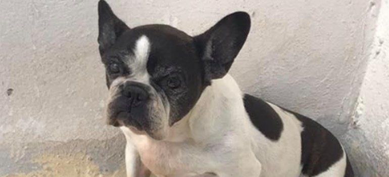 Condenada a una multa de 540 euros por abandonar a un perro en una casa de Arrecife al ser desahuciada