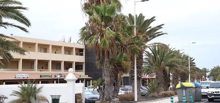 Denuncian el "abandono" de las palmeras de Costa Teguise: "Algunas están casi completamente secas"