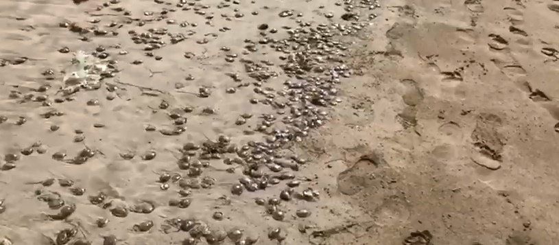 Cientos de medusas invaden la playa de Famara