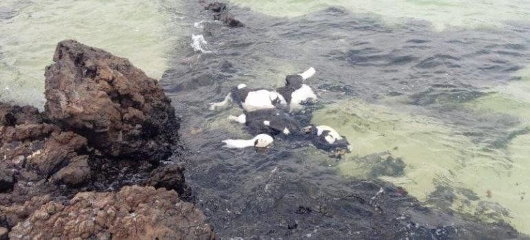 Aparece otra vaca muerta en la costa de Órzola