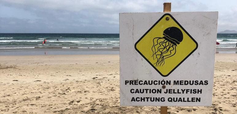 El Consorcio vuelve a alertar de la presencia de medusas en la playa de Famara