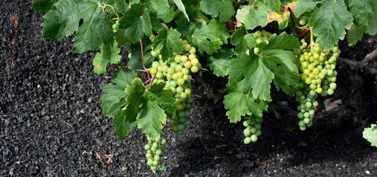 Arranca la vendimia en Lanzarote, con una previsión de recoger la mitad de uva que en 2018