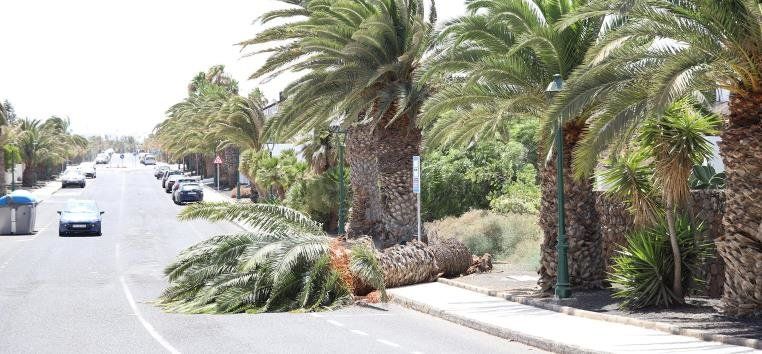 Cae una palmera sobre la calzada en la calle Las Piteras de Costa Teguise