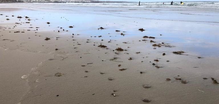 Las medusas vuelven a inundar la playa de Famara