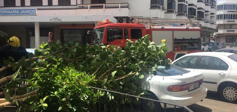 Un árbol cae sobre un vehículo aparcado en la calle Triana de Arrecife