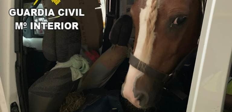 Denunciado por transportar un poni dentro de un vehículo en la bodega de un barco