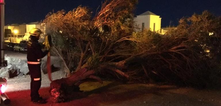 Cae un árbol sobre la calzada en la calle Bergantín de Playa Honda