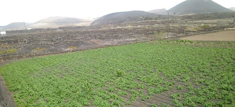 La Plataforma de Haría pide soluciones ante una "plaga" de una polilla que "daña el cultivo de la papa"