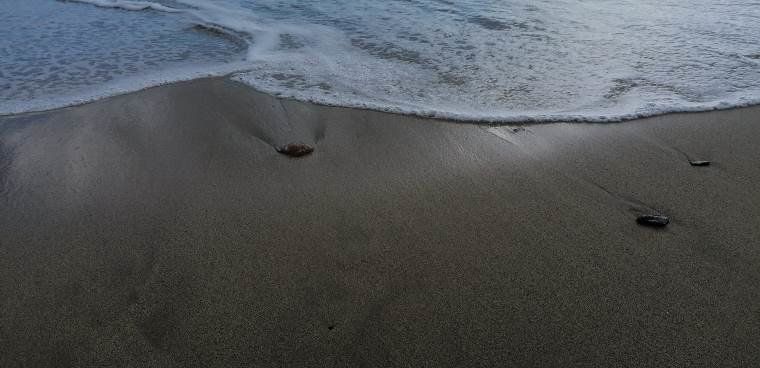 Alertan de la presencia de medusas en varias playas de Puerto del Carmen y Playa Blanca