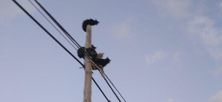 Rescatan a cinco gatos que se habían subido a un poste telefónico en Caleta de Famara