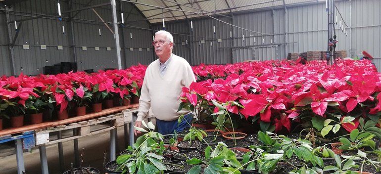 Arrecife plantará 12.000 flores de pascua para dar colorido navideño a la ciudad
