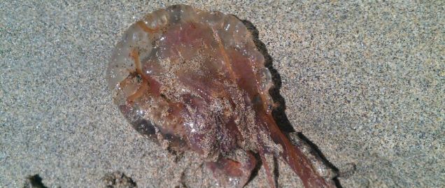 El Consorcio de Emergencias alerta de la presencia de medusas en la playa de Playa Blanca