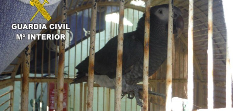 La Guardia Civil recupera en Haría un espécimen de ave protegida y en peligro de extinción