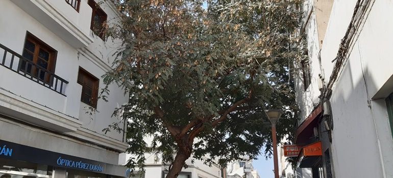 Arrecife tala un árbol de la calle Manolo Millares, que estaba provocando "problemas" en fachadas y pavimento