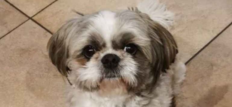 Asks for help to find his dog, lost in the Las Quemadas de Haría area