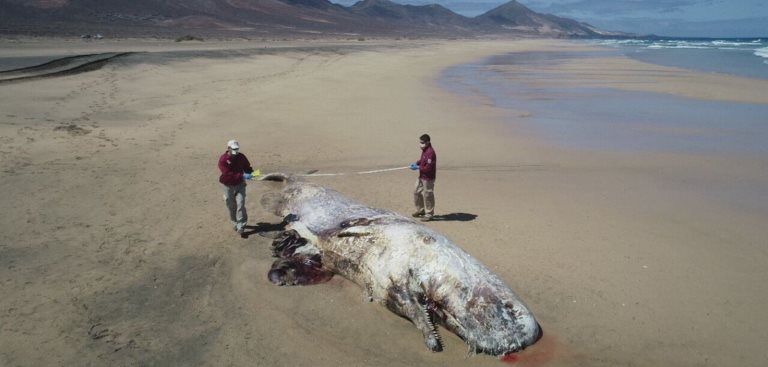 Localizado un cachalote de 10 metros en avanzado estado de descomposición varado en Cofete (Fuerteventura)