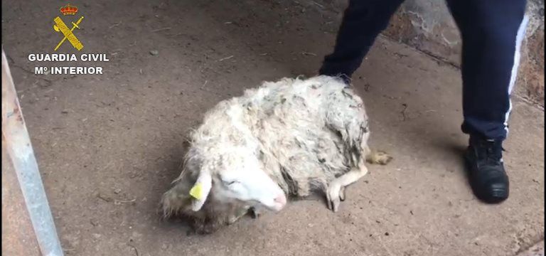 Investigan a un vecino de Garafía por dejar morir de hambre a sus vacas y ovejas (La Palma)