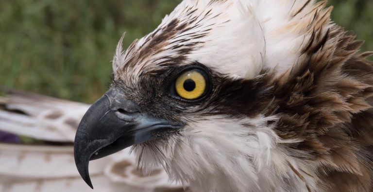 Canarias declara al guincho como especie en peligro de extinción