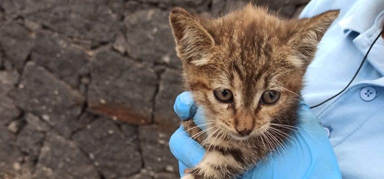 Rescatan a un gato que llevaba días atrapado en el motor de un vehículo en Costa Teguise