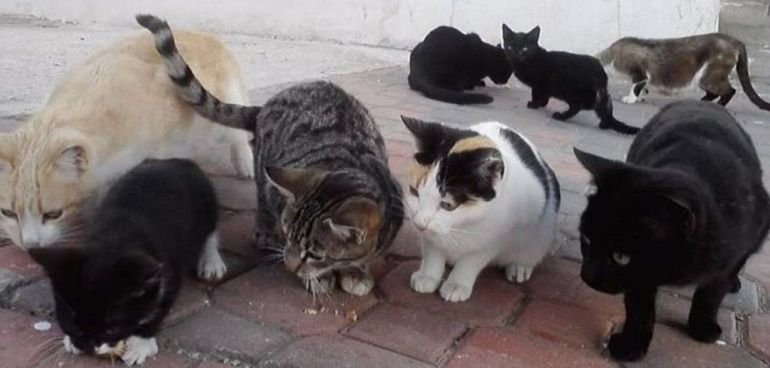 Tías pide responsabilidad a las personas que alimentan a animales en la calle y advierte de multas Tías pide responsabilidad a las personas que alimentan a animales en la calle y advierte de multas