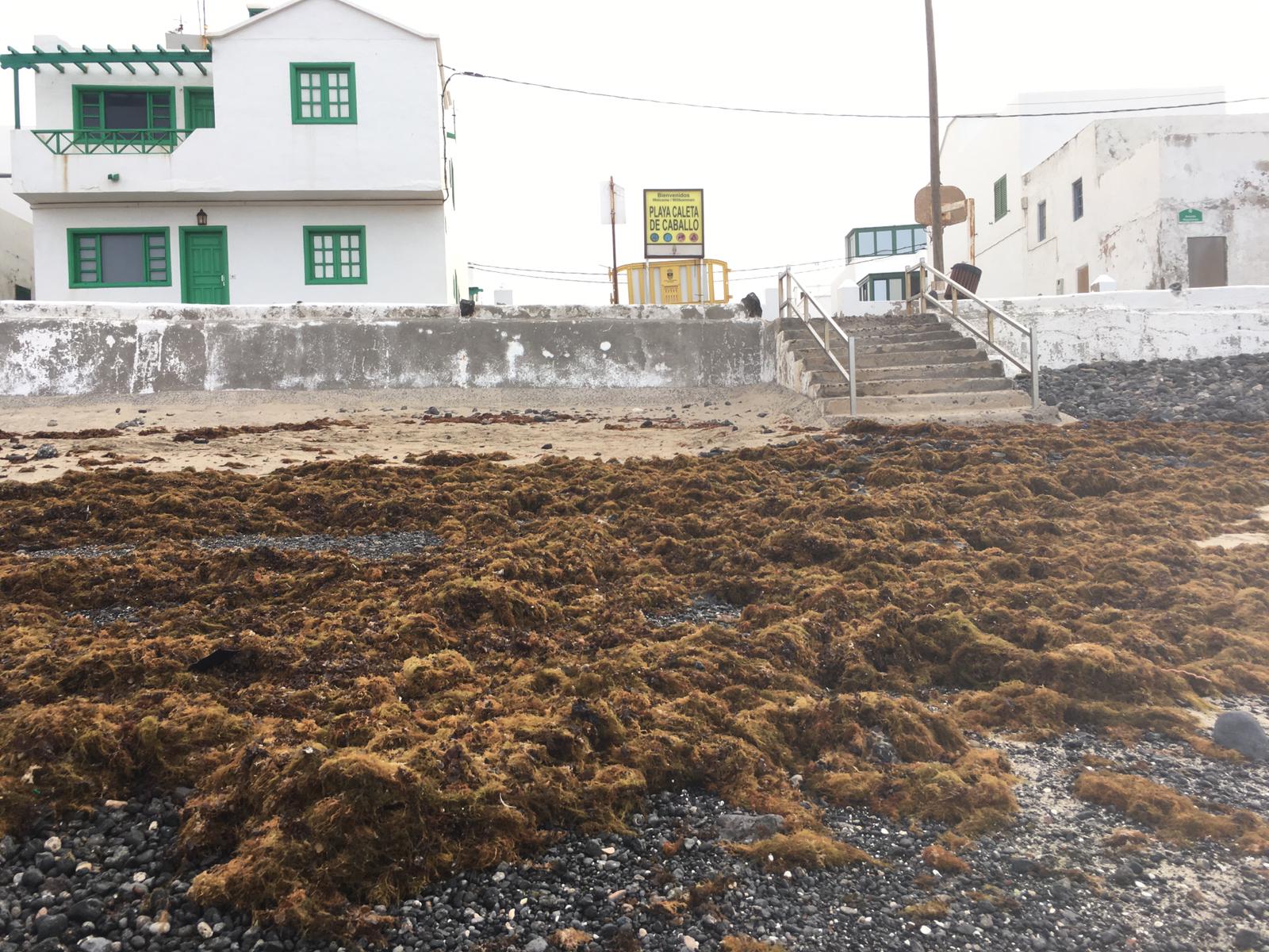 Seba acumulada en Caleta Caballo