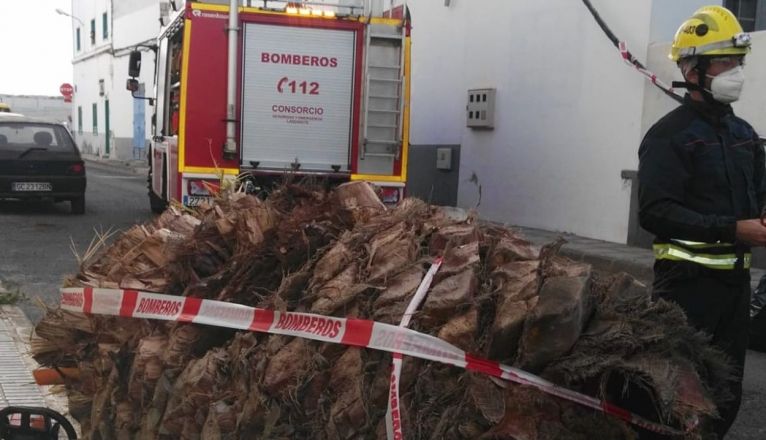 Caída de una palmera en Arrecife