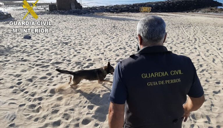 Guía canino detector de explosivos