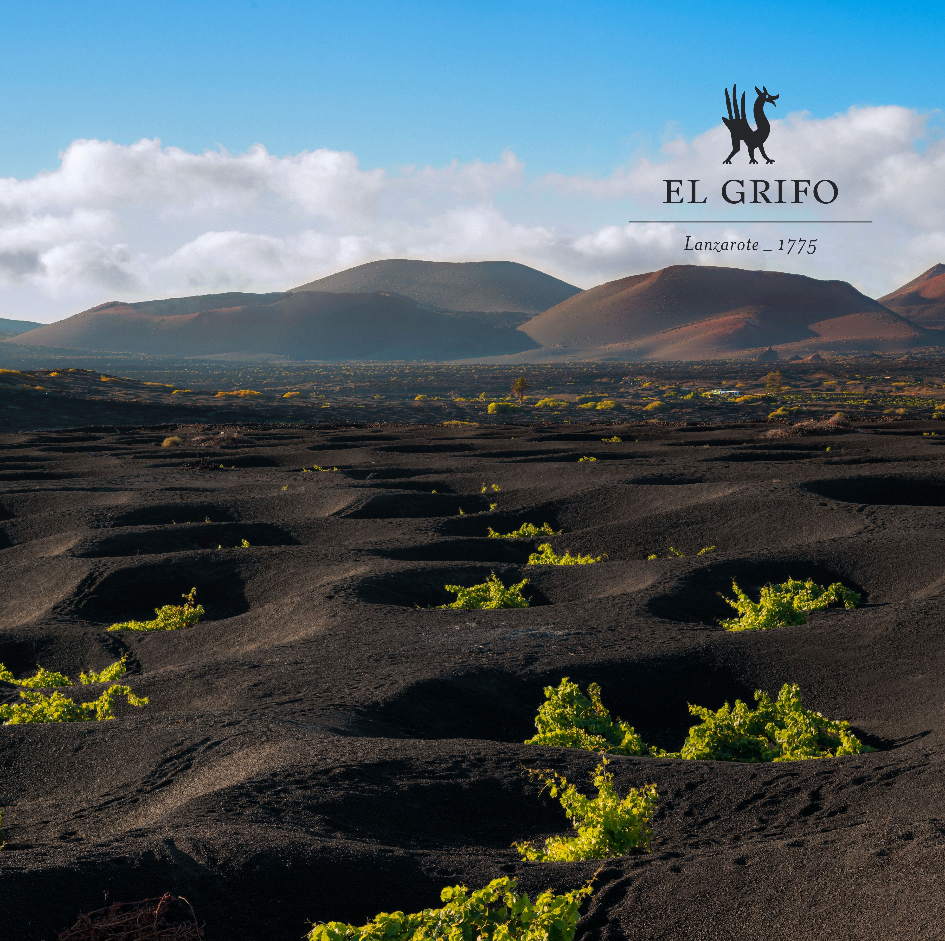 Viñedos de Bodegas El Grifo.