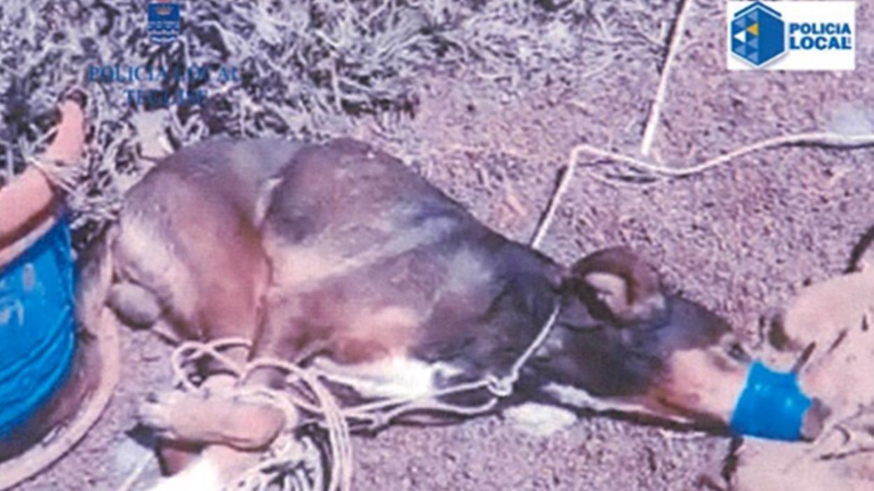 Perro asfixiado hasta la muerte en Teguise