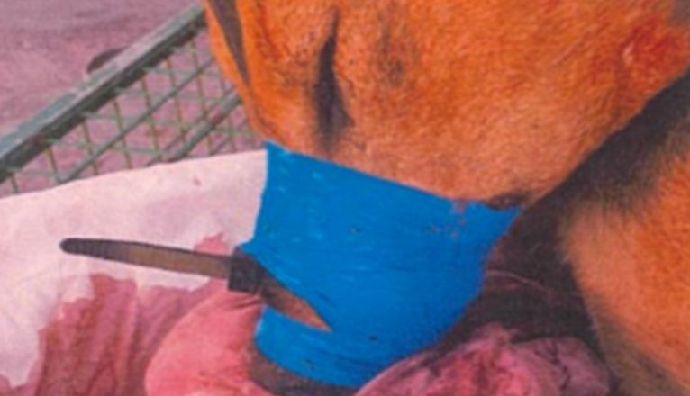 Los acusados ataron el hocico del animal con una brida y cinta aislante Los acusados ataron el hocico del animal con una brida y cinta aislante