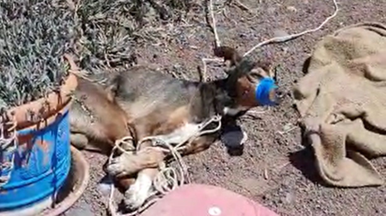 Perro asfixiado hasta la muerte en Teguise