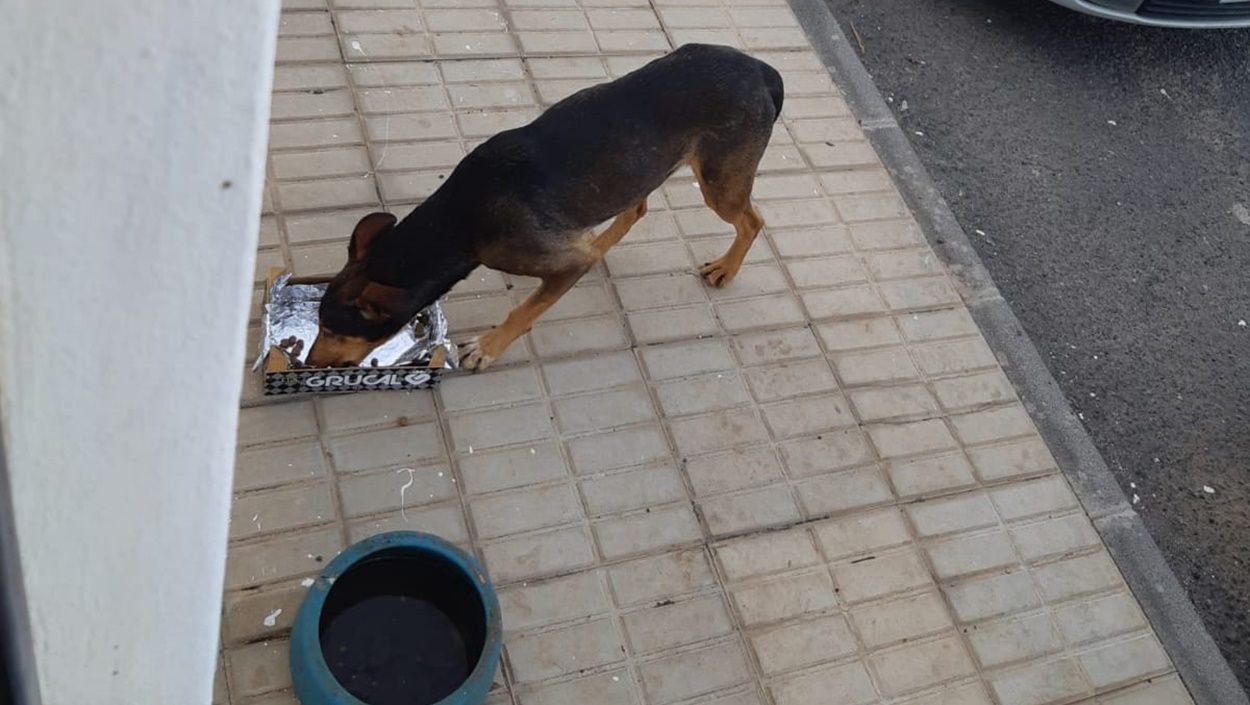 Vecinos de Tahíche y Costa Teguise daban de comer a Timple