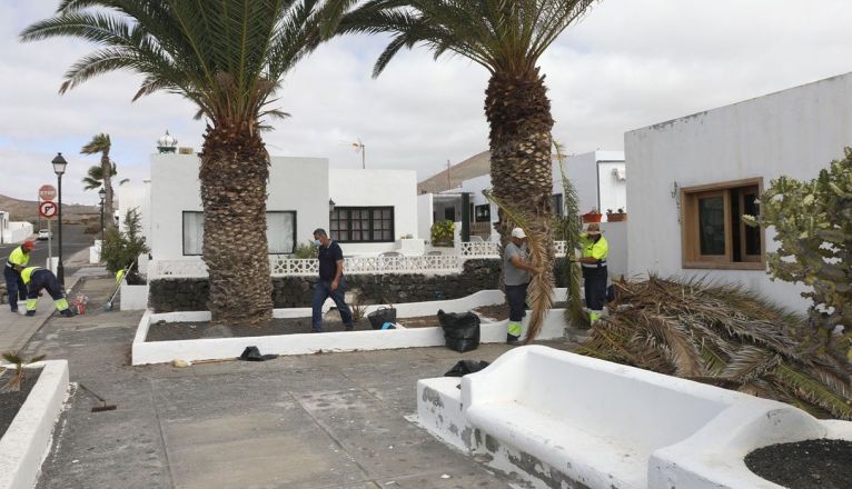 Poda de palmeras en Los Cocoteros