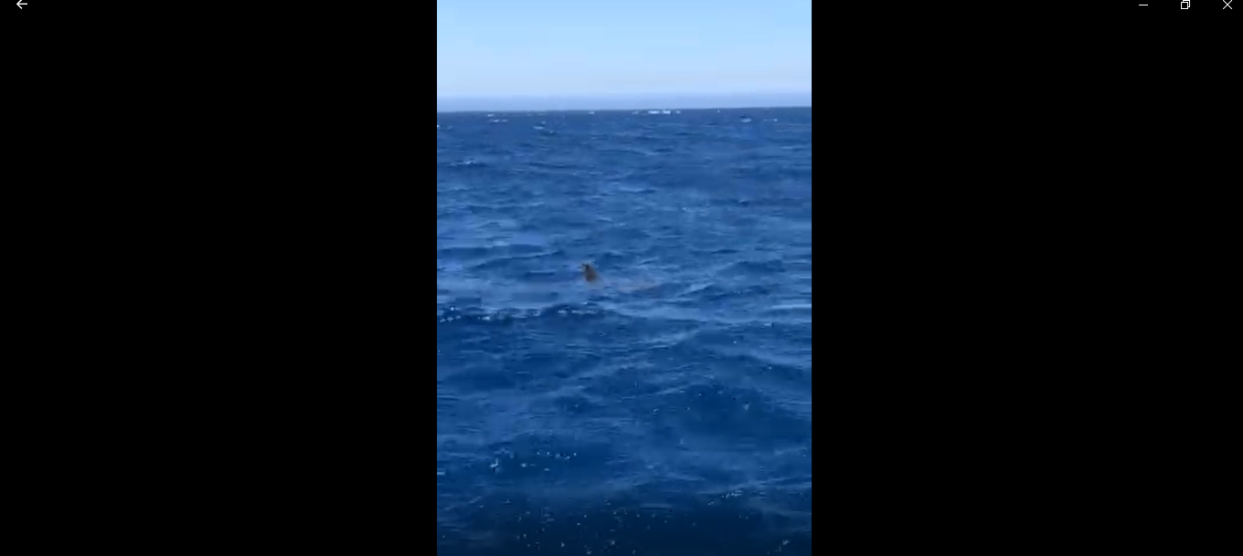 Graban un tiburón martillo cerca de la orilla frente al hotel Fariones en Puerto del Carmen