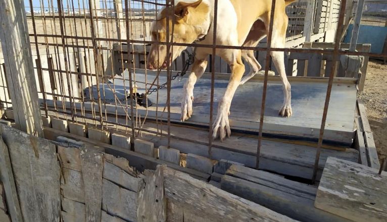 Imagenes difundidas por Ademal sobre un caso de maltrato animal en Tinajo Imagenes difundidas por Ademal sobre un caso de maltrato animal en Tinajo