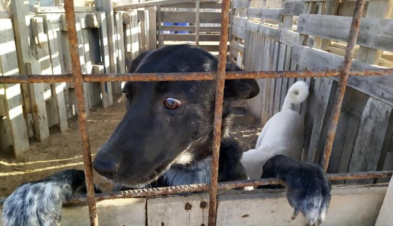 Imagenes difundidas por Ademal sobre un caso de maltrato de perros en el municipio de Tinajo