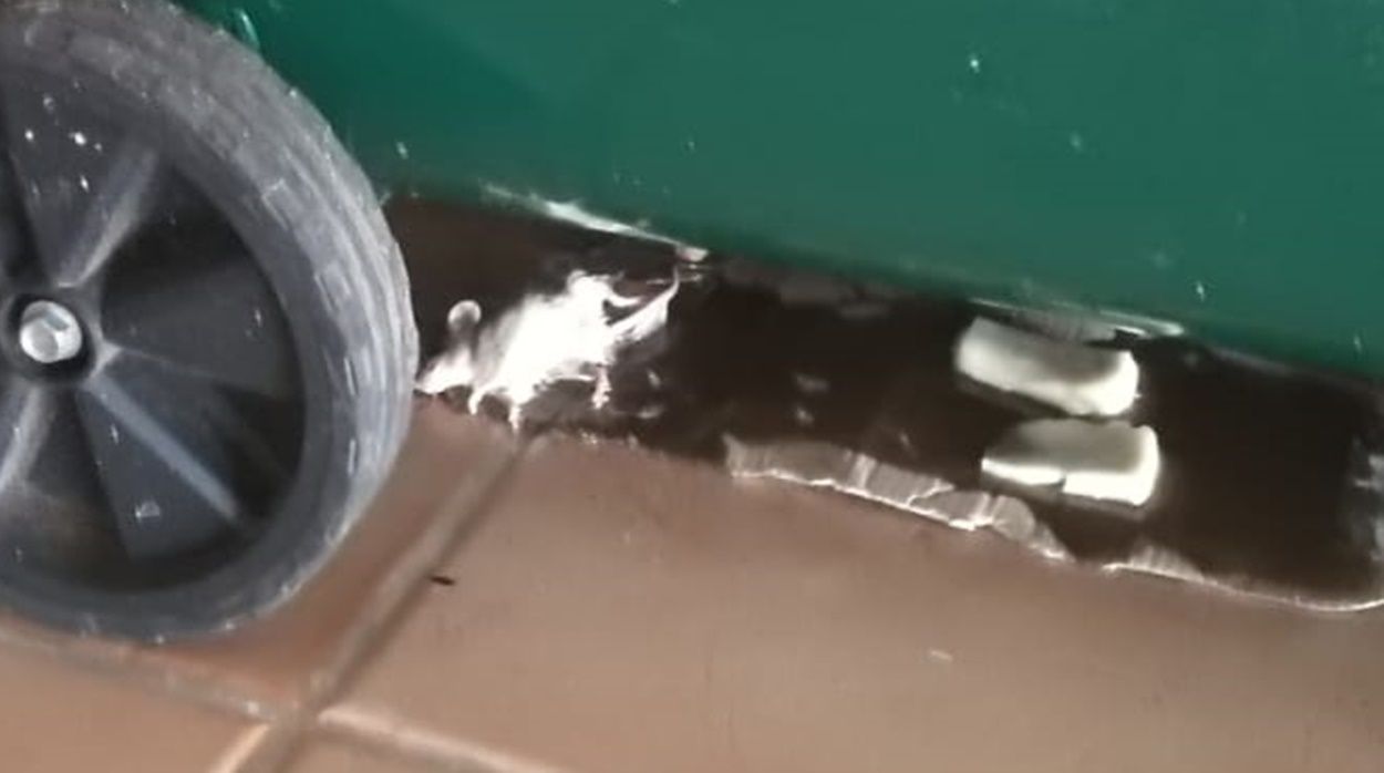 Rata en una casa de San Bartolomé