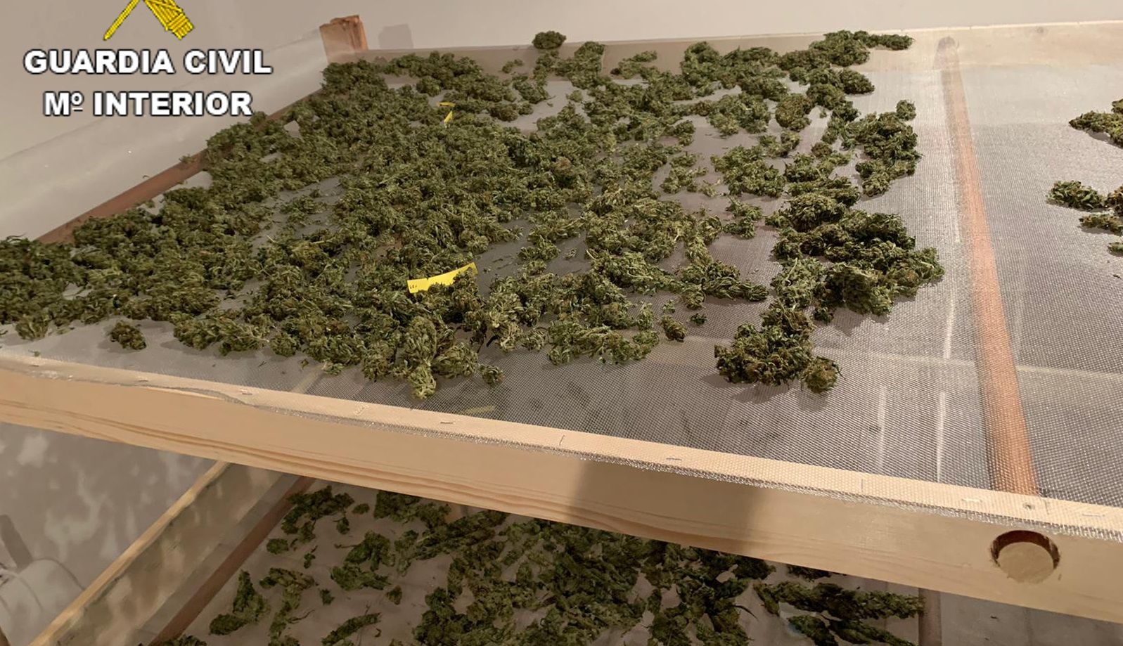 Plantación de marihuana localizada por la Guardia Civil en una vivienda de Yaiza
