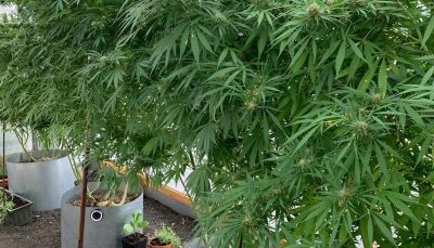 Plantación de marihuana localizada en una vivienda de Yaiza por la Guardia Civil Plantación de marihuana localizada en una vivienda de Yaiza por la Guardia Civil