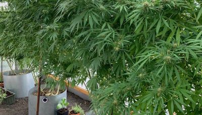 Plantación de marihuana localizada en una vivienda de Yaiza por la Guardia Civil