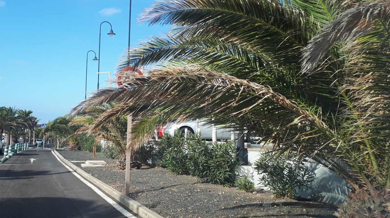 Palmeras en mal estado en Costa Teguise