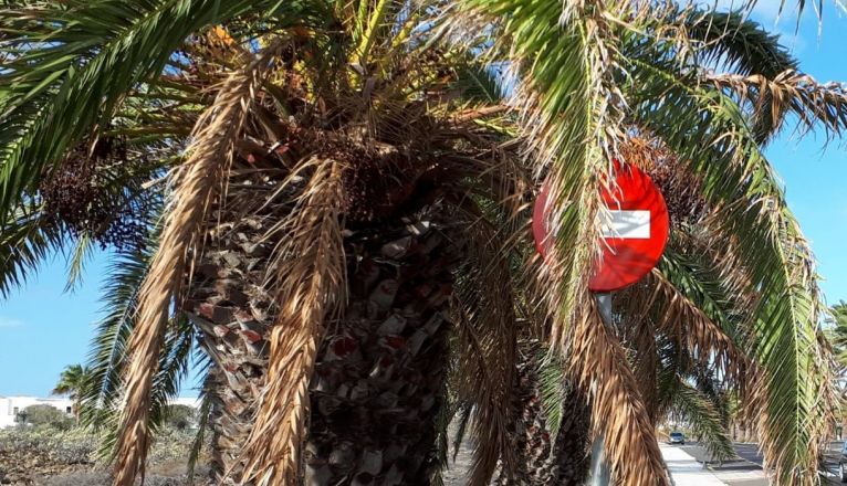 Palmeras en mal estado en Costa Teguise según Cs