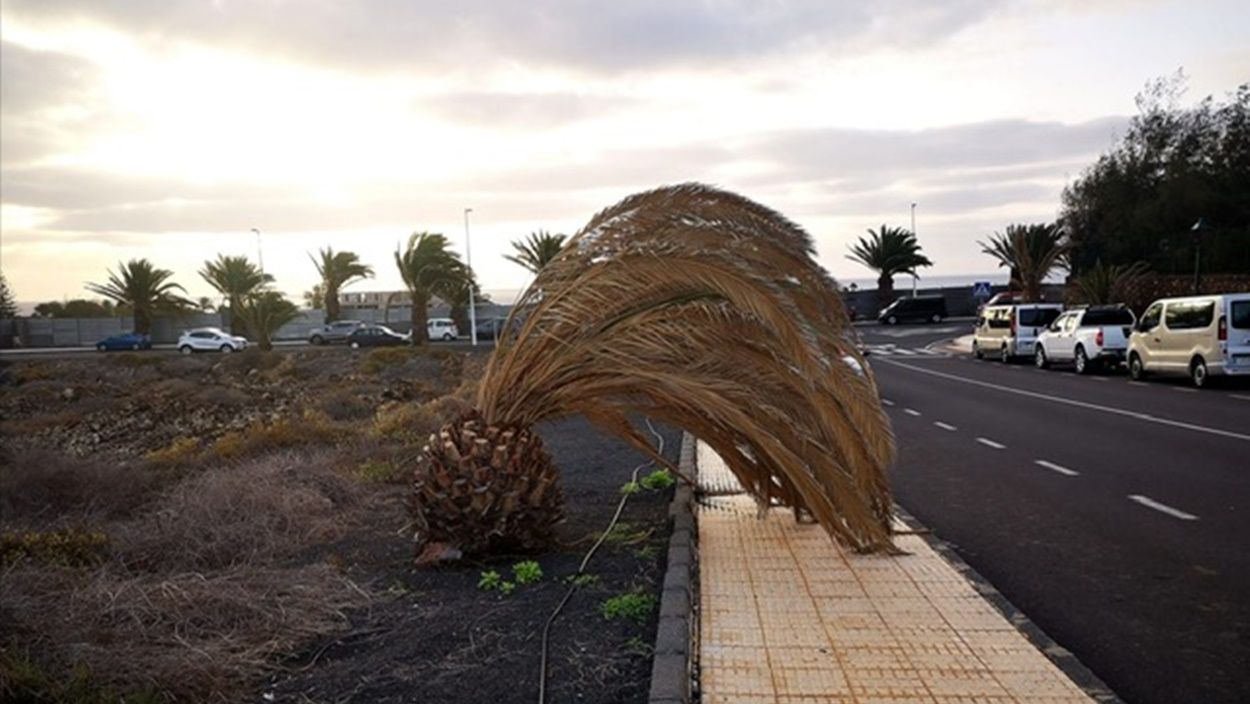 Palmeras en Costa Teguise