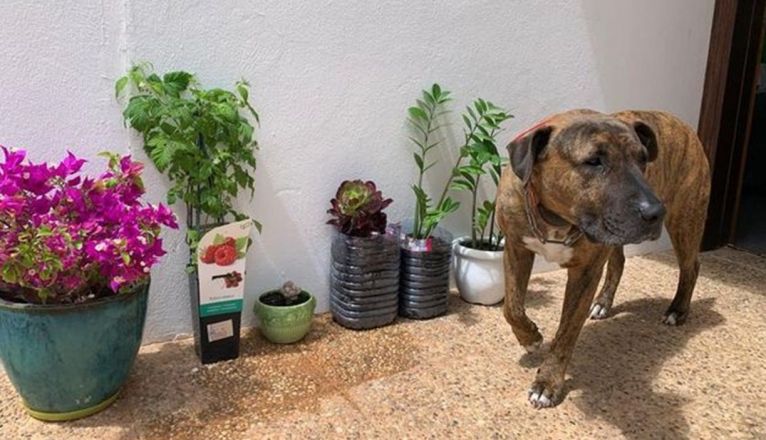 Perro perdido entre Güime y el kartin de San Bartolomé