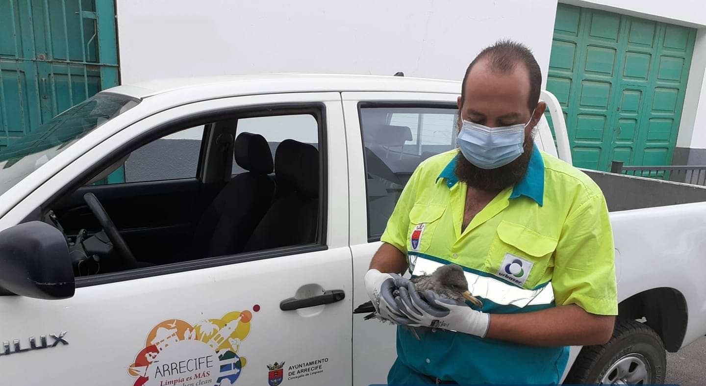 Un trabajador del Servicio de Limpieza de Arrecife rescata una cría de pardela cenicienta